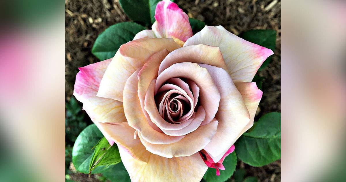How rare rose collectors save some flowers from extinction | News ...