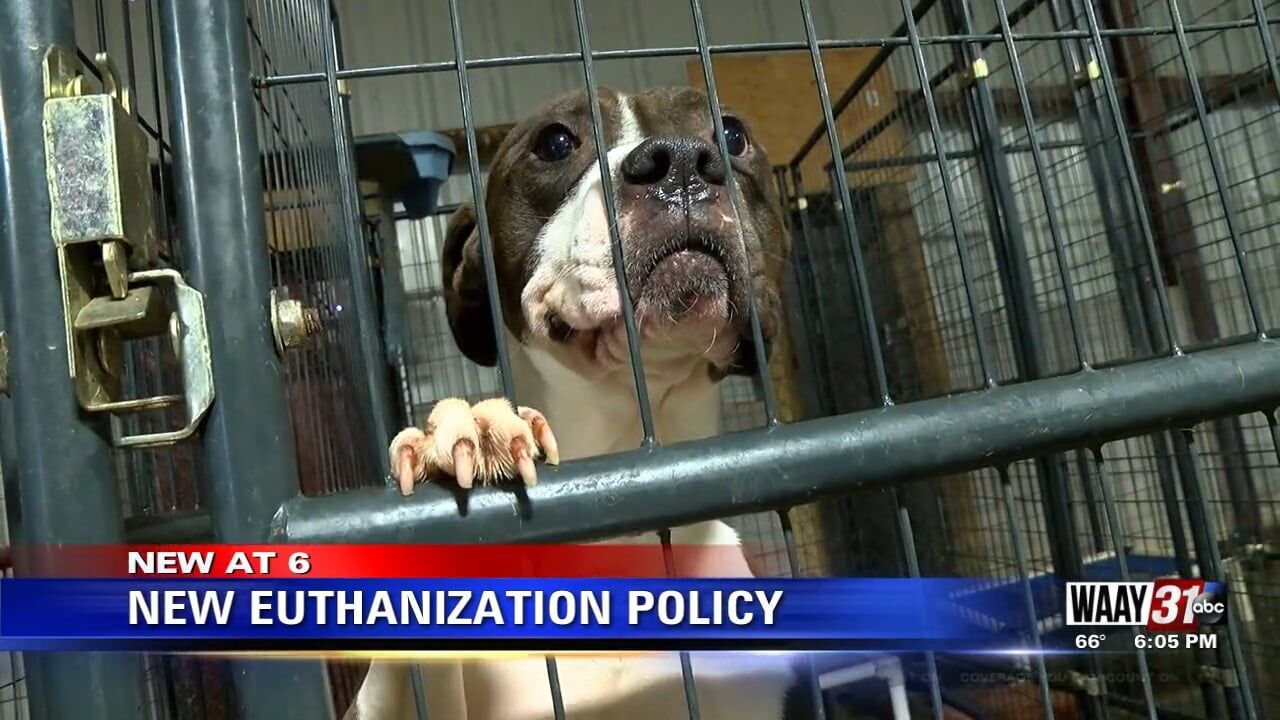 Marshall County Commission considers 60-day euthanasia policy for animal  shelter | News 