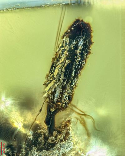 Stunning amber fossil reveals ‘Last of Us’-type fungus likely lived alongside dinosaurs