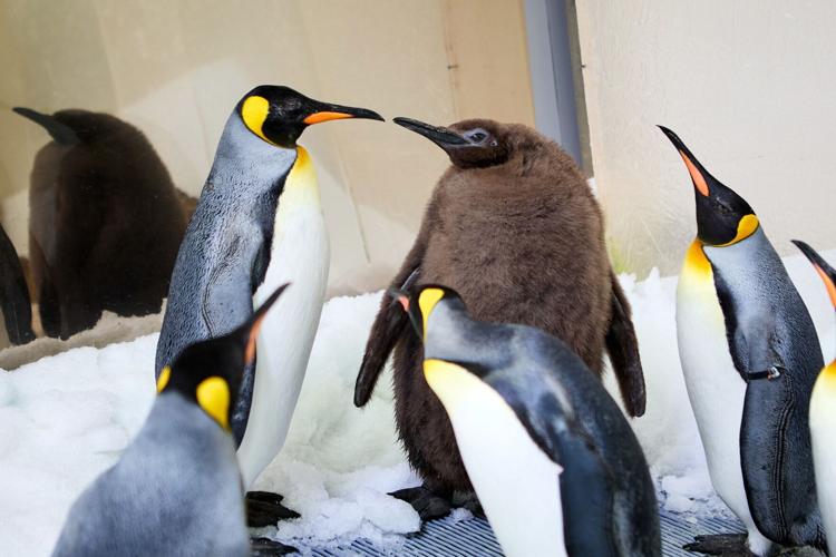 Pesto the baby penguin is already taller than his parents. Now he’s a social media star