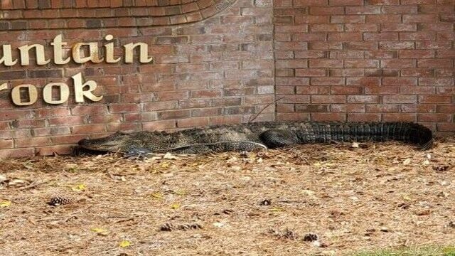 Alligator moved from Madison neighborhood Wednesday morning