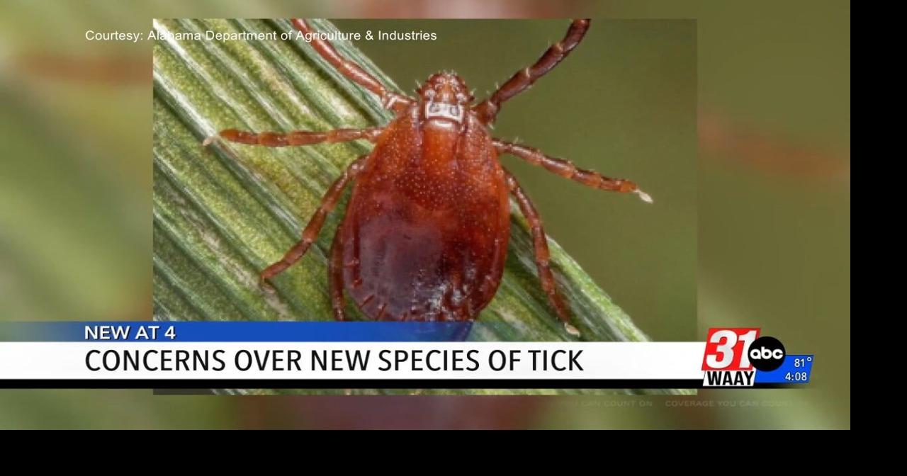 New invasive tick species makes appearance in North Alabama