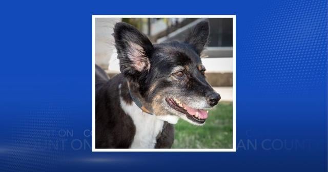 Gov. Ivey urges Alabama families to cherish their pets after First Dog Missy’s passing | Alabama