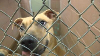 Decatur Animal Services hiring for part-time positions