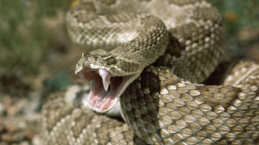 How to survive a rattlesnake bite -- or better yet, avoid one, News