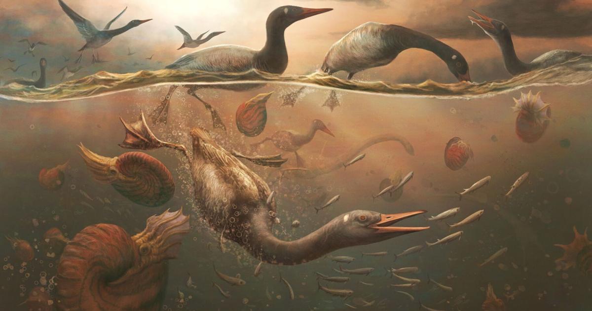 What'S the Oldest Species of Bird: Discover Timeless Avian Wonders