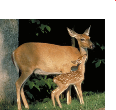 Baby deer on sale meat