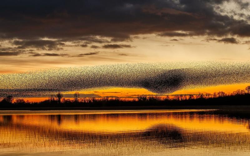 ‘You get one split second’: The story behind a viral bird photo
