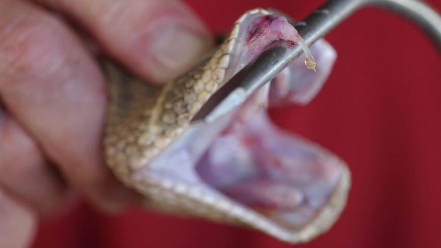 can dogs survive rattlesnake bites