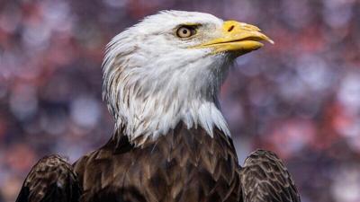 Auburn bald eagle Spirit named honorary War Eagle; final stadium flight  Saturday | News 
