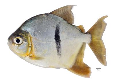 Newly discovered Amazon fish species is named after ‘The Lord of the Rings’ villain for its odd pattern