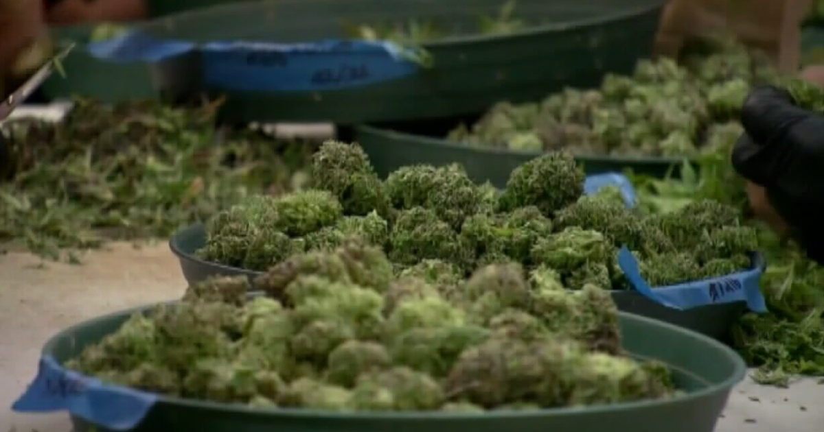 Commissioners unsure if Madison County should allow medical marijuana  dispensaries | News | waaytv.com