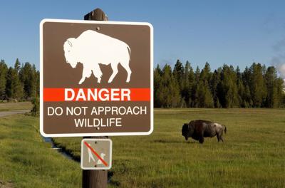 83-year-old South Carolina woman gored by bison in Yellowstone National Park suffers serious injuries