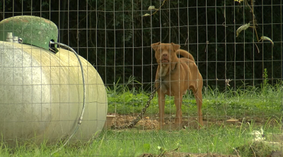 Dog chained behind a fence.
