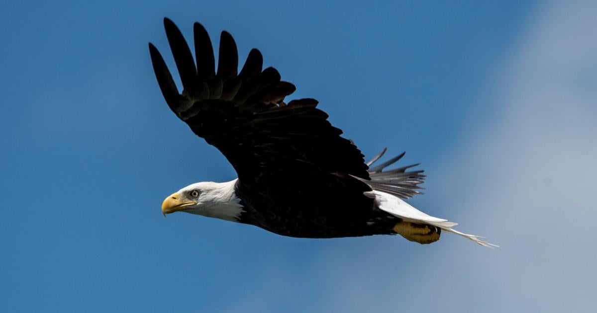 Alabama Original: Bald Eagles of Lake Guntersville | Features Alabama Original: Bald Eagles of Lake Guntersville | Features