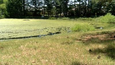 5-YEAR-OLD POND IMAGE