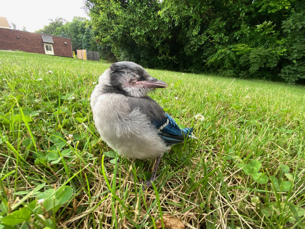 Dnr Asks For Removal Of All Bird Feeders Due To Mystery Illness News Wabashplaindealer Com