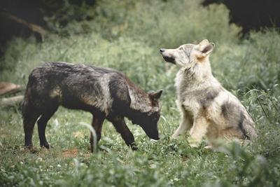 Wolf puppies play fetch | Life | wallowa.com