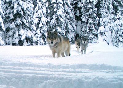 Oregon wolves