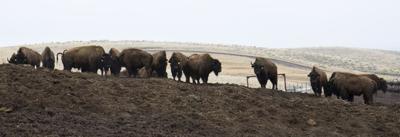 Where the buffalo roam: How the Stangel ranch pivoted from beef to bison