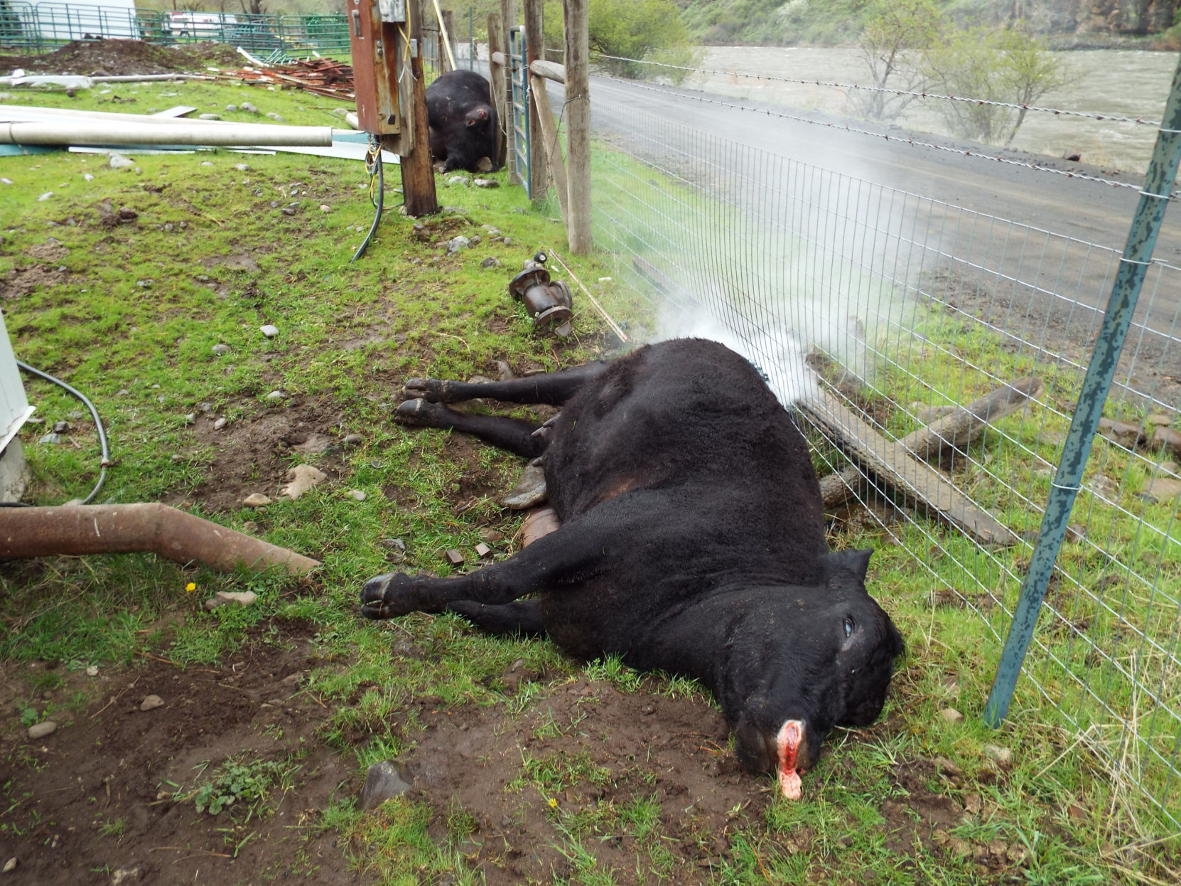 Electric deals cattle fence