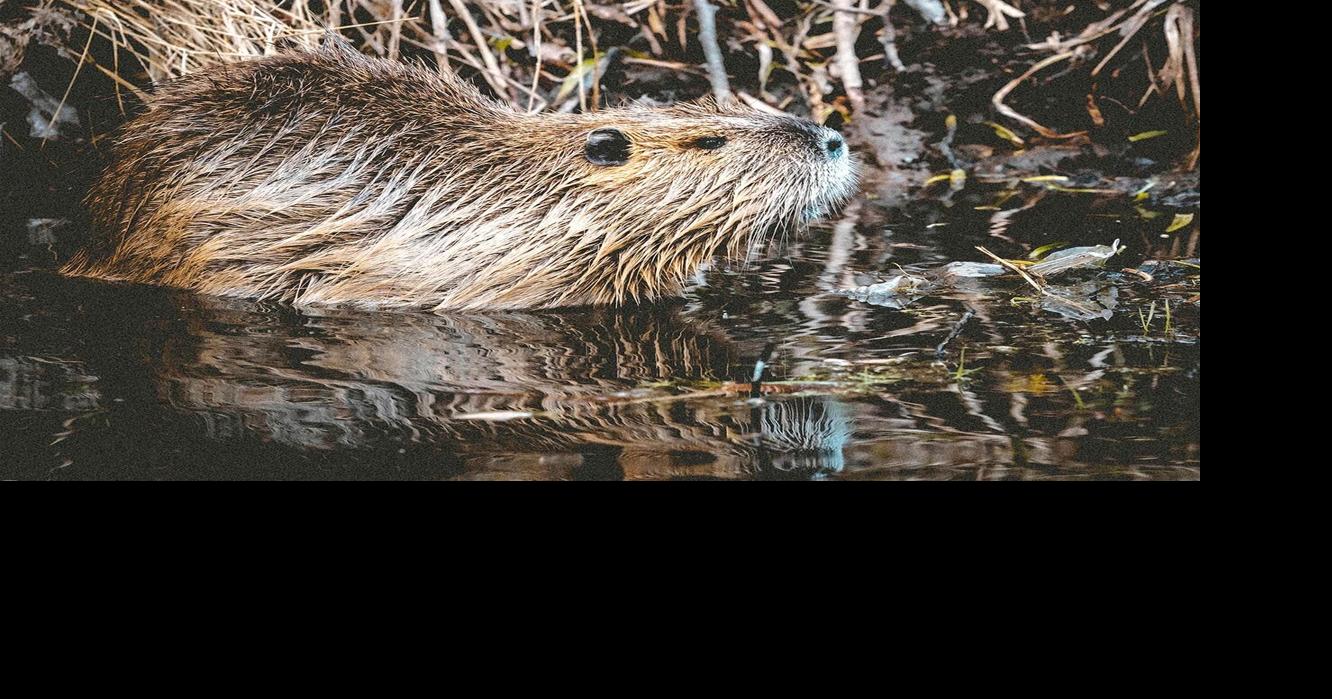 Beaver's First Baseball Team - Beaver Life Magazine