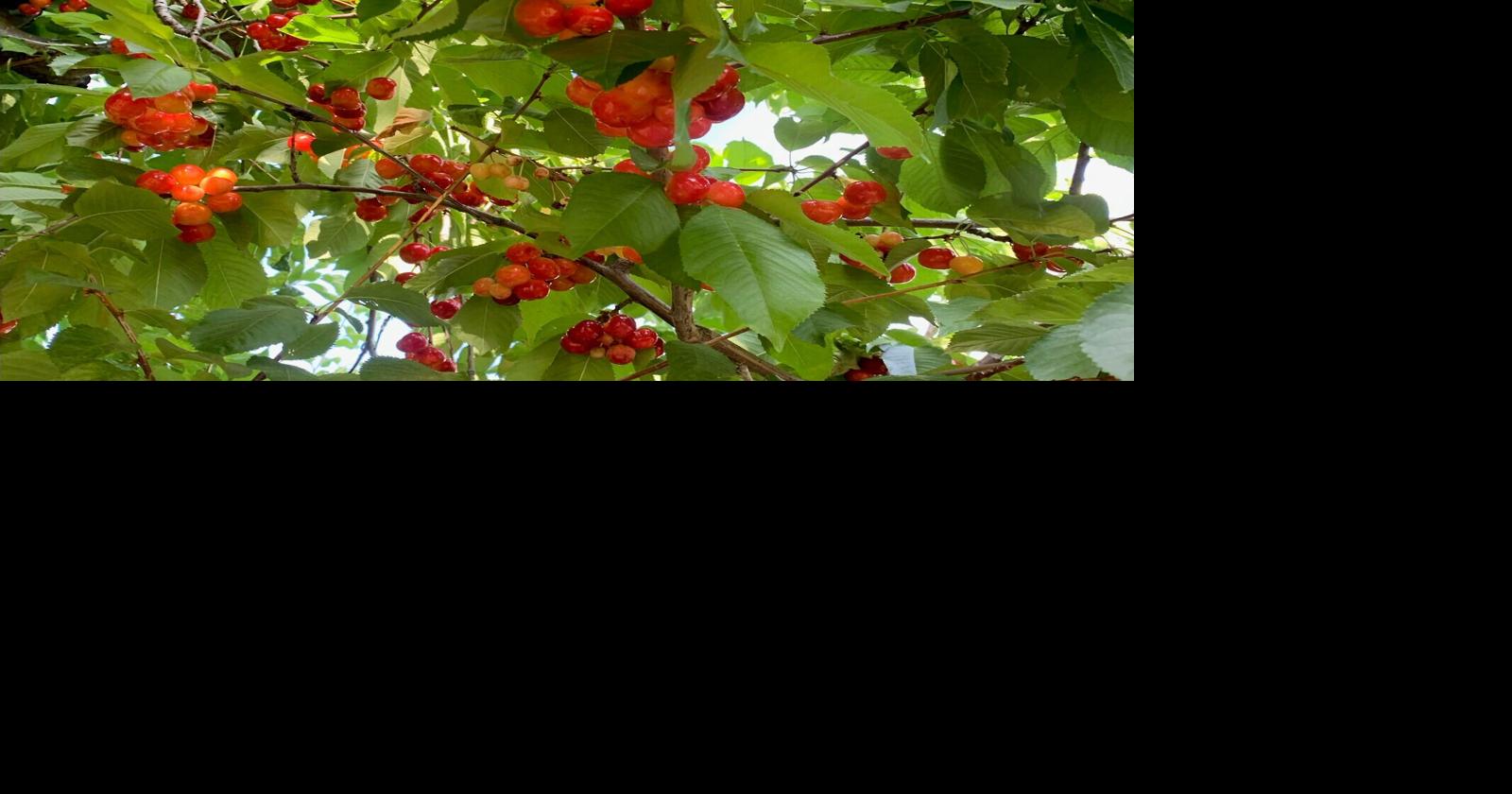 Western Cherry Fruit Fly, WSU Tree Fruit