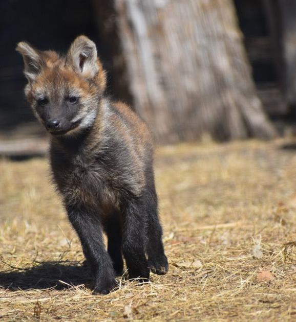 Maned Wolf Pups Born At Sunset Zoo News Wamegotimes Com