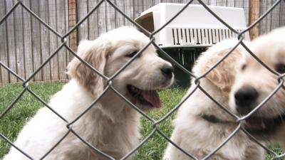 playing-hard-funny-puppies-SBI-349889706.jpg