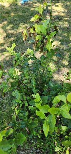 Cicadas - Walter Reinhardt.jpg