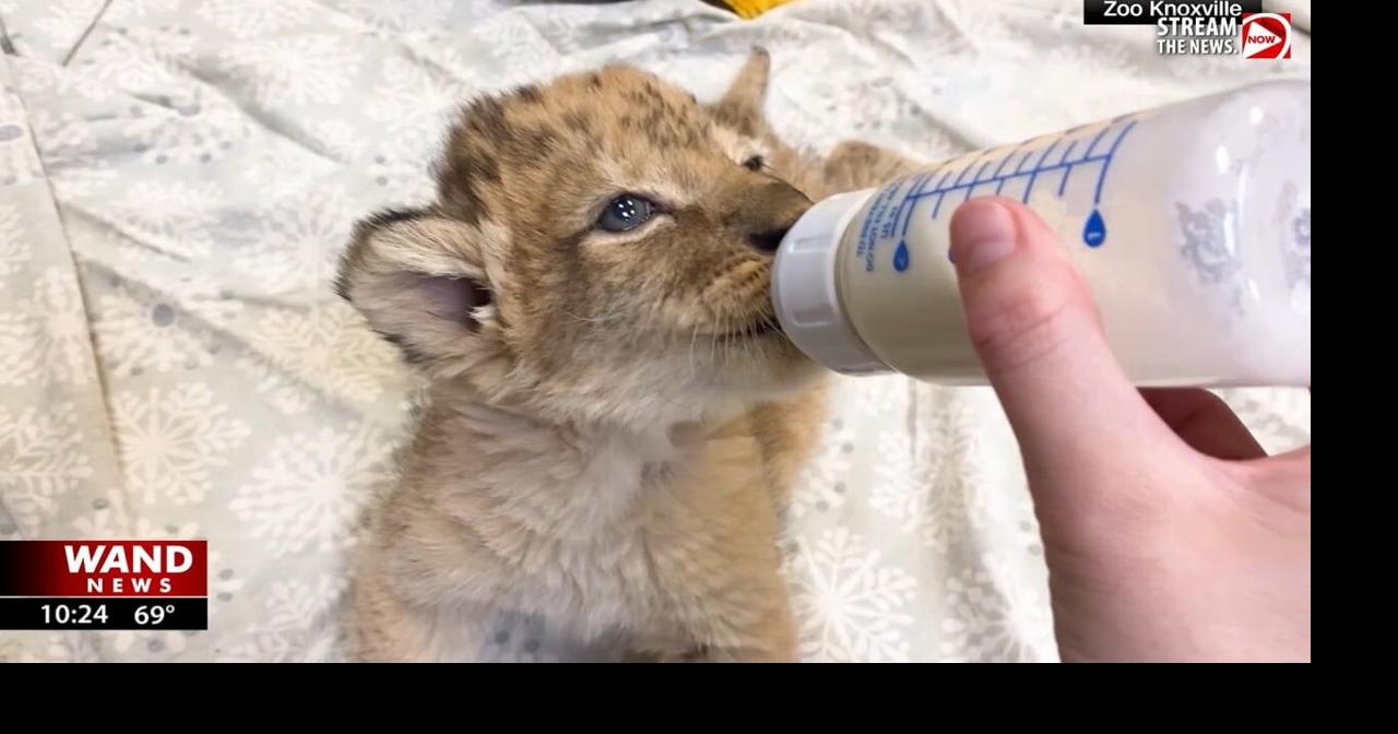 Tennessee zoo introduces newest and cutest African lion cub