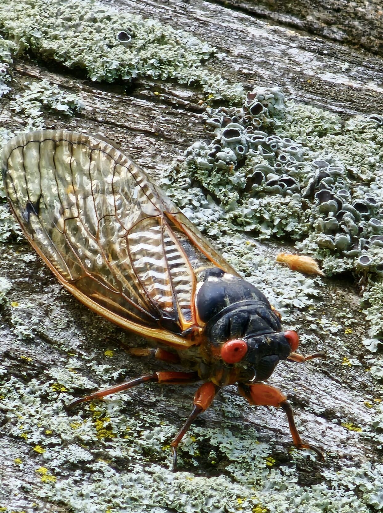 Cicadas - Wes Wigginton.jpg