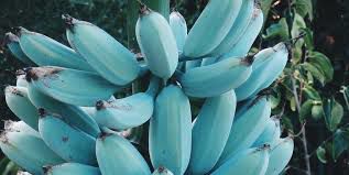 blue banana