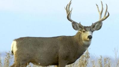 Illinois' 1st weekend of deer-hunting nets 59,000 deer
