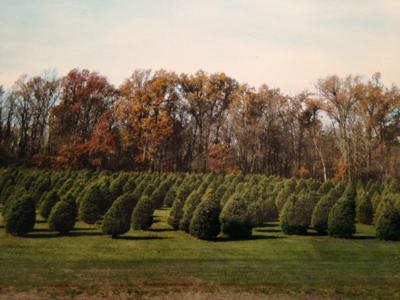 Oh Christmas Trees Engdale Farms Sees Green On Black Friday Top Stories Wandtv Com
