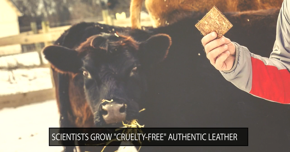 Scientists learn how to grown cruelty free leather