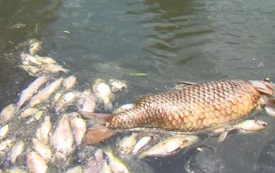 Lake Iroquois suffered a huge fish kill