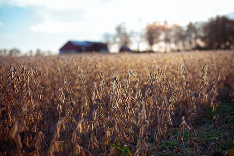 Rural Soy Bean Farm