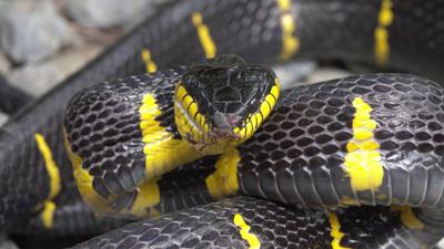 Poisonous snake