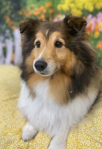 Dog grommed by Judy Richardson..JPG
