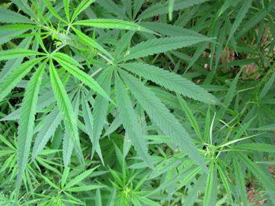 Marijuana