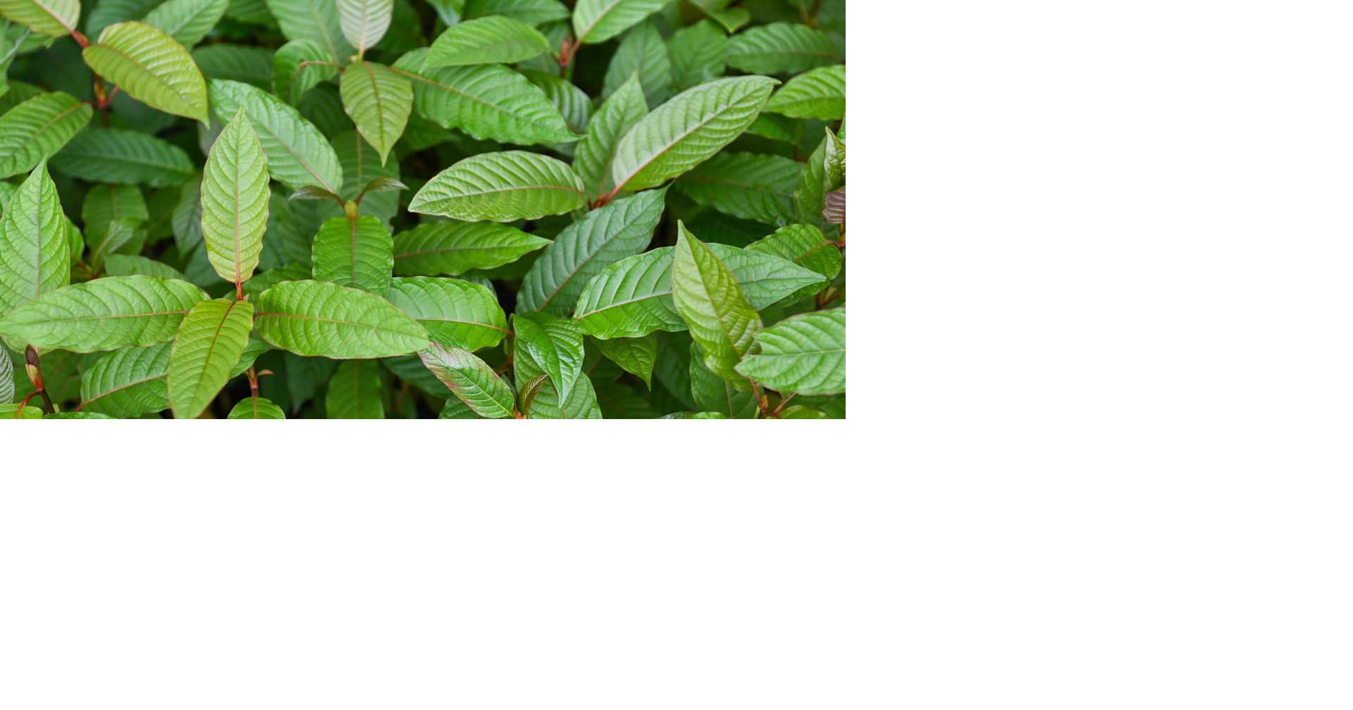Read moreAtwood police warning parents of Kratom dangers