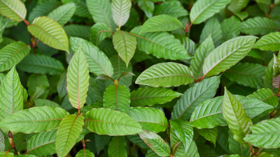 Kratom tree leaves (C)