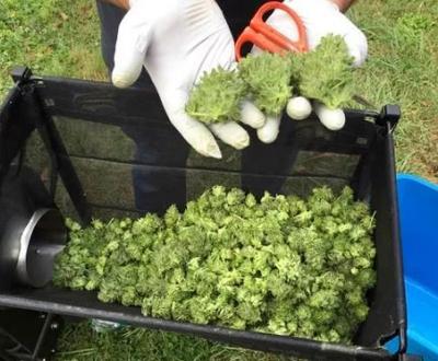 Glut of marijuana in Oregon is cautionary tale, experts say