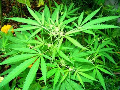 Illinois Hemp Bill passes Senate unanimously