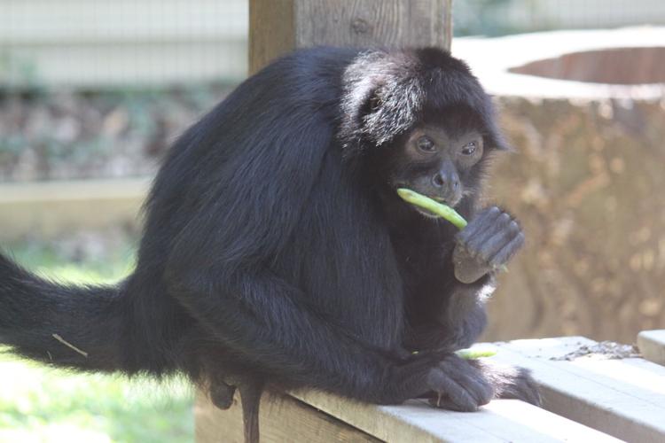 spider_monkey.jpg