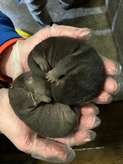 otter pups