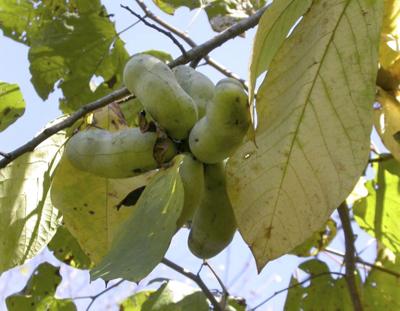 Pawpaw Tree Fruit