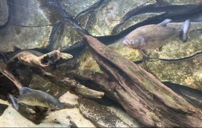 Piranhas at Miller Park Zoo