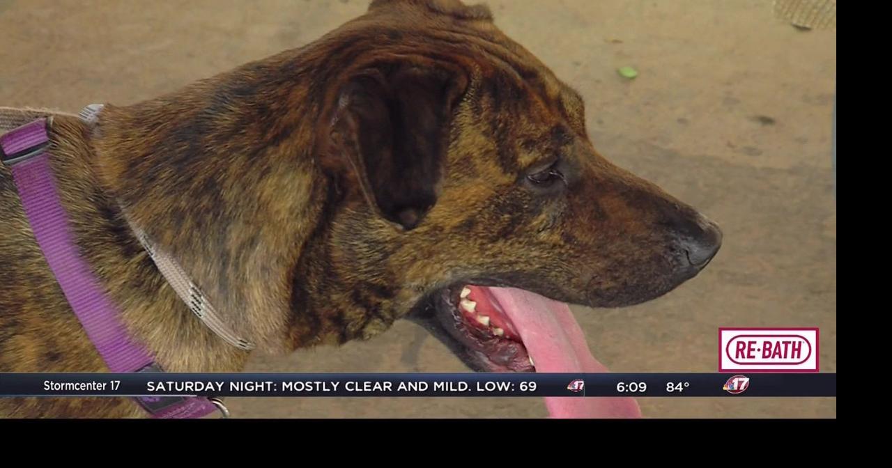 Effingham organization helps new pet owners get started Top Stories